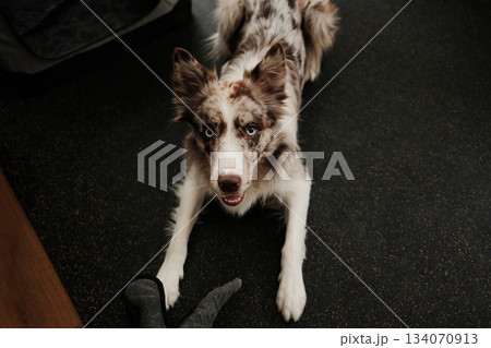 Border collie dog crouches playfully on the floor with a toy near its paws. The shot captures energy, readiness to play, and active home life 134070913