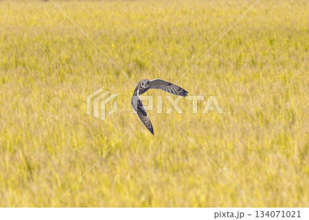 農耕地に飛来したコミミズク 農耕地に飛来したコミミズク 134071021