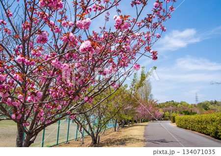 桜咲く伊坂ダムサイクルパーク 《三重県 四日市市》 134071035