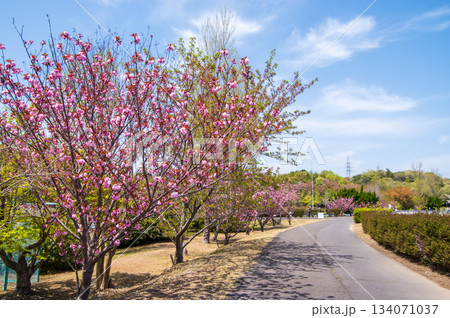 桜咲く伊坂ダムサイクルパーク 《三重県 四日市市》 桜咲く伊坂ダムサイクルパーク 《三重県 四日市市》 134071037