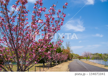 桜咲く伊坂ダムサイクルパーク 《三重県 四日市市》 桜咲く伊坂ダムサイクルパーク 《三重県 四日市市》 134071041