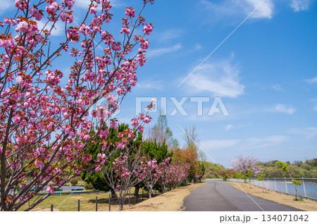 桜咲く伊坂ダムサイクルパーク 《三重県 四日市市》 桜咲く伊坂ダムサイクルパーク 《三重県 四日市市》 134071042