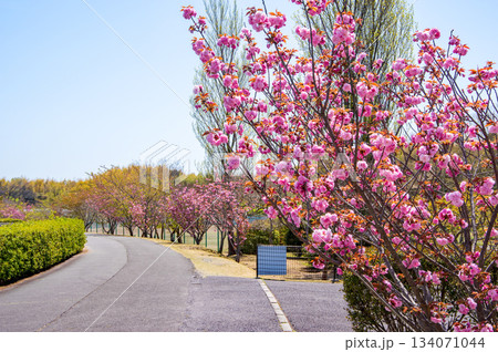 桜咲く伊坂ダムサイクルパーク 《三重県 四日市市》 134071044