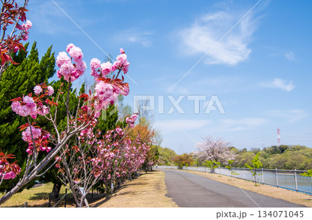 桜咲く伊坂ダムサイクルパーク 《三重県 四日市市》 桜咲く伊坂ダムサイクルパーク 《三重県 四日市市》 134071045