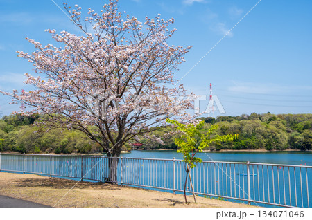 桜咲く伊坂ダムサイクルパーク 《三重県 四日市市》 134071046