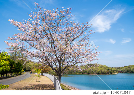 桜咲く伊坂ダムサイクルパーク 《三重県 四日市市》 134071047