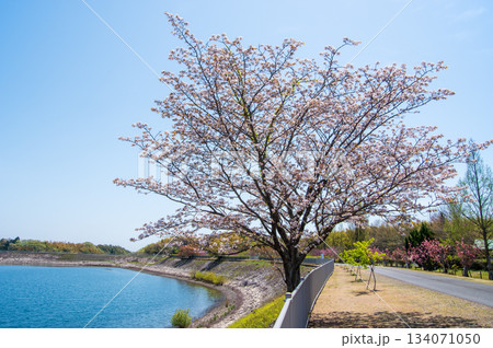 桜咲く伊坂ダムサイクルパーク 《三重県 四日市市》 134071050