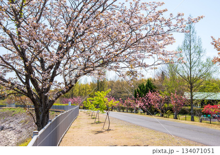 桜咲く伊坂ダムサイクルパーク 《三重県 四日市市》 134071051