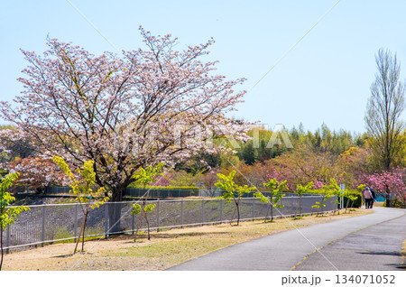 桜咲く伊坂ダムサイクルパーク 《三重県 四日市市》 134071052