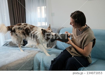 A woman plays a tug game with her border collie holding a plush toy. The moment captures energy, engagement, and playful indoor bonding A woman plays a tug game with her border collie holding a plush toy. The moment captures energy, engagement, and playful indoor bonding 134071053