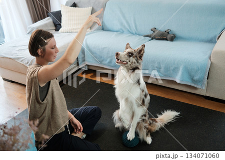 A border collie sits upright on a balance pod while the owner cues the exercise. The moment captures discipline, communication, and structured dog training 134071060