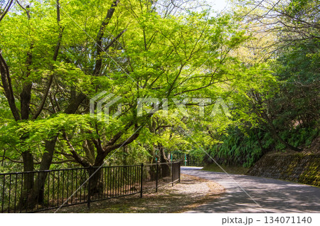 新緑が美しい伊坂ダムサイクルパーク 《三重県 四日市市》 134071140