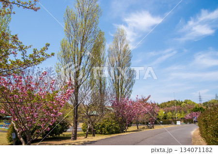 桜と新緑が美しい伊坂ダムサイクルパーク 《三重県 四日市市》 桜と新緑が美しい伊坂ダムサイクルパーク 《三重県 四日市市》 134071182