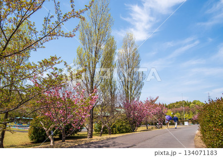 桜と新緑が美しい伊坂ダムサイクルパーク 《三重県 四日市市》 134071183