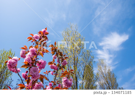 桜と新緑が美しい伊坂ダムサイクルパーク 《三重県 四日市市》 桜と新緑が美しい伊坂ダムサイクルパーク 《三重県 四日市市》 134071185