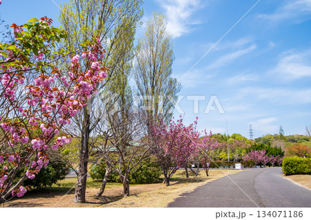 桜と新緑が美しい伊坂ダムサイクルパーク 《三重県 四日市市》 134071186