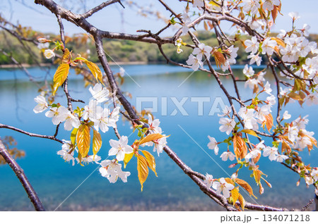 桜咲く伊坂ダムサイクルパーク 《三重県 四日市市》 桜咲く伊坂ダムサイクルパーク 《三重県 四日市市》 134071218
