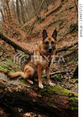 German Shepherd dog sits confidently on a fallen mossy tree inside a deep forest ravine. The mood reflects strength, loyalty and exploration. Hiking with pet concept 134071717
