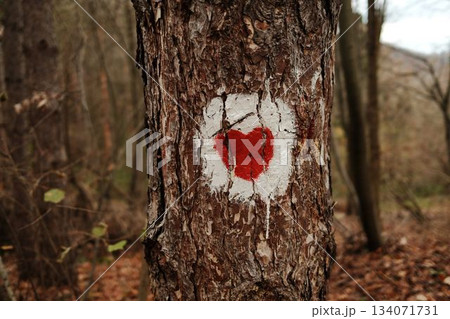 A red heart trail mark painted on a tree trunk in Fruska Gora National Park, Serbia, stands out against the autumn forest, highlighting hiking culture and warm symbolism 134071731