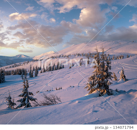 Alpine resort ski slopes and lifts. Pre sunrise morning Svydovets mountain ridge and snow-covered fir trees view, Dragobrat, Ukraine Carpathians. Alpine resort ski slopes and lifts. Pre sunrise morning Svydovets mountain ridge and snow-covered fir trees view, Dragobrat, Ukraine Carpathians. 134071794