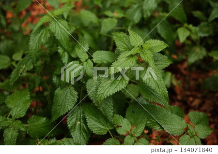Fresh green nettle leaves growing in shade of autumn forest. Natural texture and vibrant color 134071840