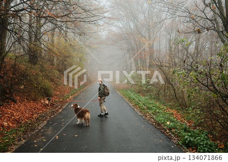 Woman walks two dogs German and Australian Shepherd on a foggy road through autumn forest. Peaceful mood and natural harmony of the season Woman walks two dogs German and Australian Shepherd on a foggy road through autumn forest. Peaceful mood and natural harmony of the season 134071866