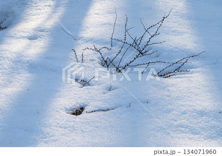 森と雪の風景 134071960