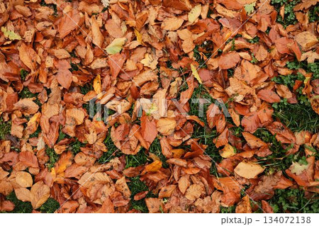 Wet orange and yellow leaves lie scattered on fresh grass after the rain, marking the gentle passage of autumn 134072138