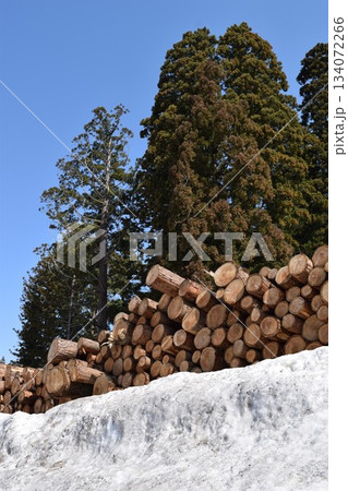 切り出された杉の丸太 降雪風景 134072266
