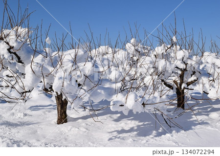 樹木に雪が着雪した風景 134072294