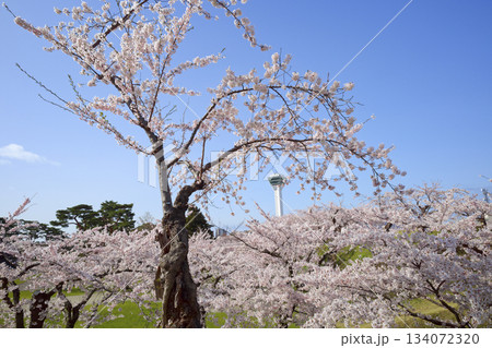 五稜郭公園の桜 134072320