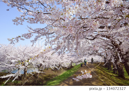 五稜郭公園の桜 134072327