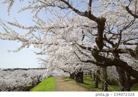 五稜郭公園の桜 134072328