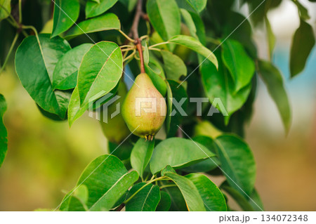 Two ripe pears hang from a tree branch surrounded by fresh green leaves, representing organic fruit harvest in summer orchard. 134072348