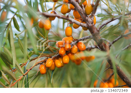 Bright sea buckthorn branch with juicy orange berries and narrow green leaves on a black background. Natural botanical composition Bright sea buckthorn branch with juicy orange berries and narrow green leaves on a black background. Natural botanical composition 134072349