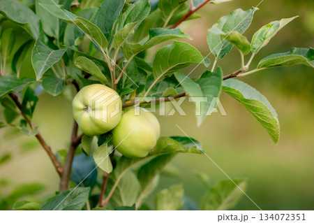 Green Apples on tree in garden Sunny day background, Green apples hanging from tree branch Natural view Green Apples on tree in garden Sunny day background, Green apples hanging from tree branch Natural view 134072351