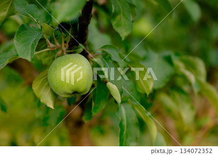 Green Apples on tree in garden Sunny day background, Green apples hanging from tree branch Natural view Green Apples on tree in garden Sunny day background, Green apples hanging from tree branch Natural view 134072352