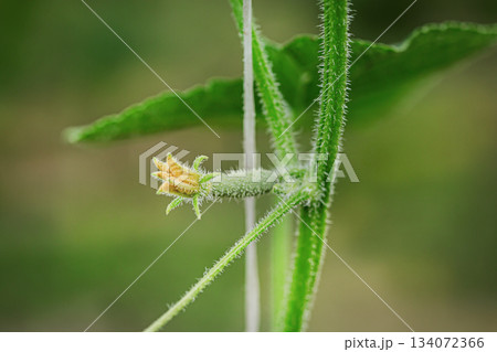 A tiny cucumber forming at the base of a yellow flower on a vine, captured in macro detail with a soft green natural background. A tiny cucumber forming at the base of a yellow flower on a vine, captured in macro detail with a soft green natural background. 134072366