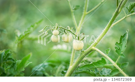 Unripe Tomatoes Growing on Plant. Close-up of green unripe tomatoes Unripe Tomatoes Growing on Plant. Close-up of green unripe tomatoes 134072369