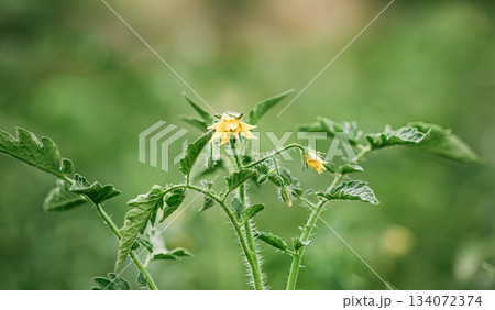 Close-up of green unripe tomatoes growing in clusters on a healthy tomato plant, surrounded by vibrant foliage in a home garden. Close-up of green unripe tomatoes growing in clusters on a healthy tomato plant, surrounded by vibrant foliage in a home garden. 134072374