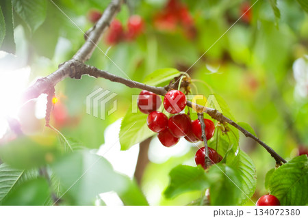Fresh bunch ripe red cherries hanging on branch with green leaves background. Summer fruit harvest natural garden environment. Fresh bunch ripe red cherries hanging on branch with green leaves background. Summer fruit harvest natural garden environment. 134072380