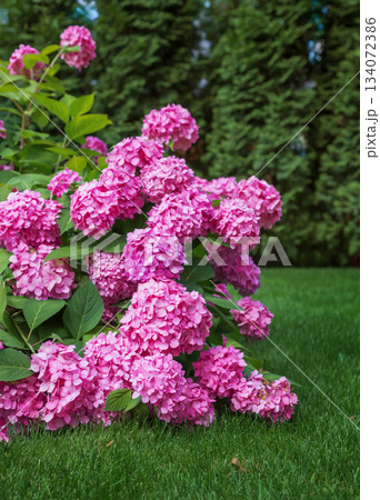 Pink Hydrangeas Blooming in a Backyard Garden. Beautiful cluster of blooming pink  134072386