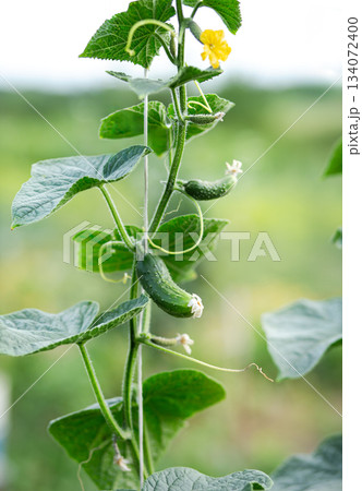 A young cucumber covered in dew grows on a healthy green vine, symbolizing freshness, organic farming, and natural vegetable growth. A young cucumber covered in dew grows on a healthy green vine, symbolizing freshness, organic farming, and natural vegetable growth. 134072400