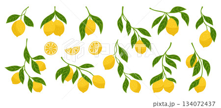 Lemons textured set branches with leaves bright collection juicy citrus abstract hand drawn vector 134072437