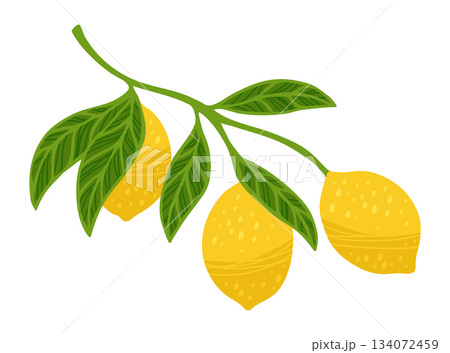 Lemon tree branch textured vector illustration citrus twig leafage leaves flowers hand drawn design 134072459