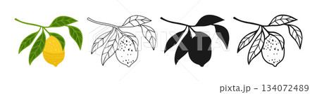 Lemon symbol cartoon set lemon branch with leaves linear doodle icon or silhouette juicy collection Lemon symbol cartoon set lemon branch with leaves linear doodle icon or silhouette juicy collection 134072489