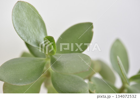 金のなる木 134072532