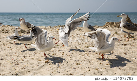 A flock of seagulls on a sandy sea beach on a sunny day, Kherson region A flock of seagulls on a sandy sea beach on a sunny day, Kherson region 134072792