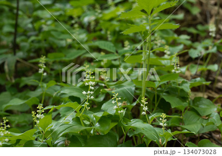 マイズルソウ 134073028