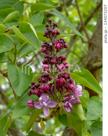 Close-up of semi-double purple lilac flowers in half bloom. Syringa vulgaris 134073207